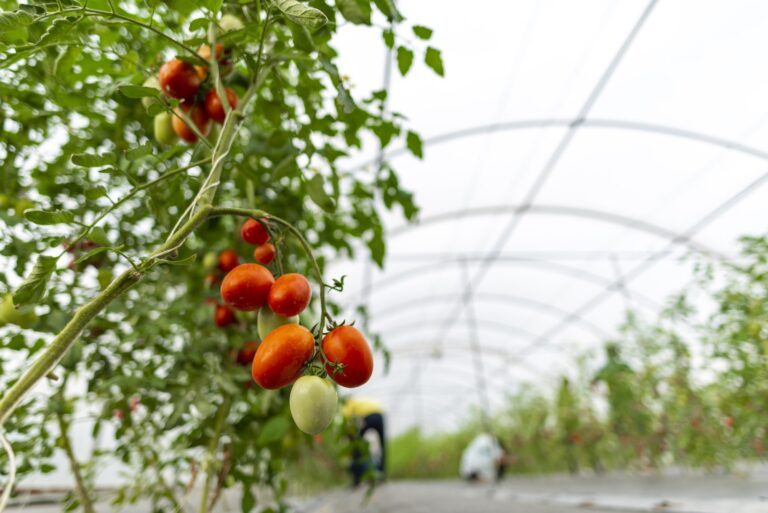 Technology for growing vegetables in greenhouses