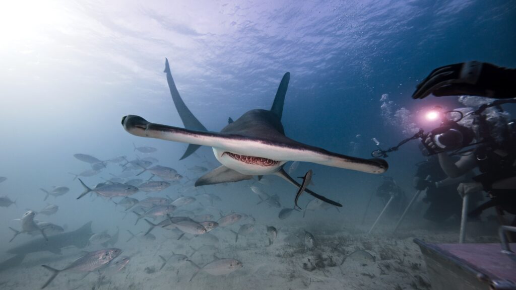 Underwater view male underwater photographer, photographing of hammerhead shark