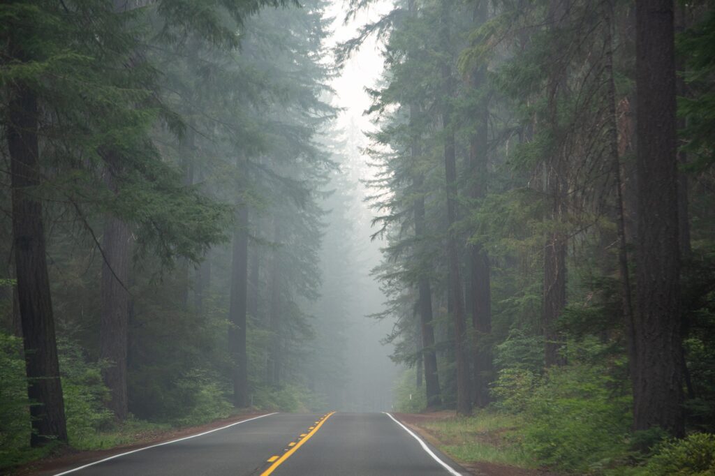 Forest fire smoke filled pine trees