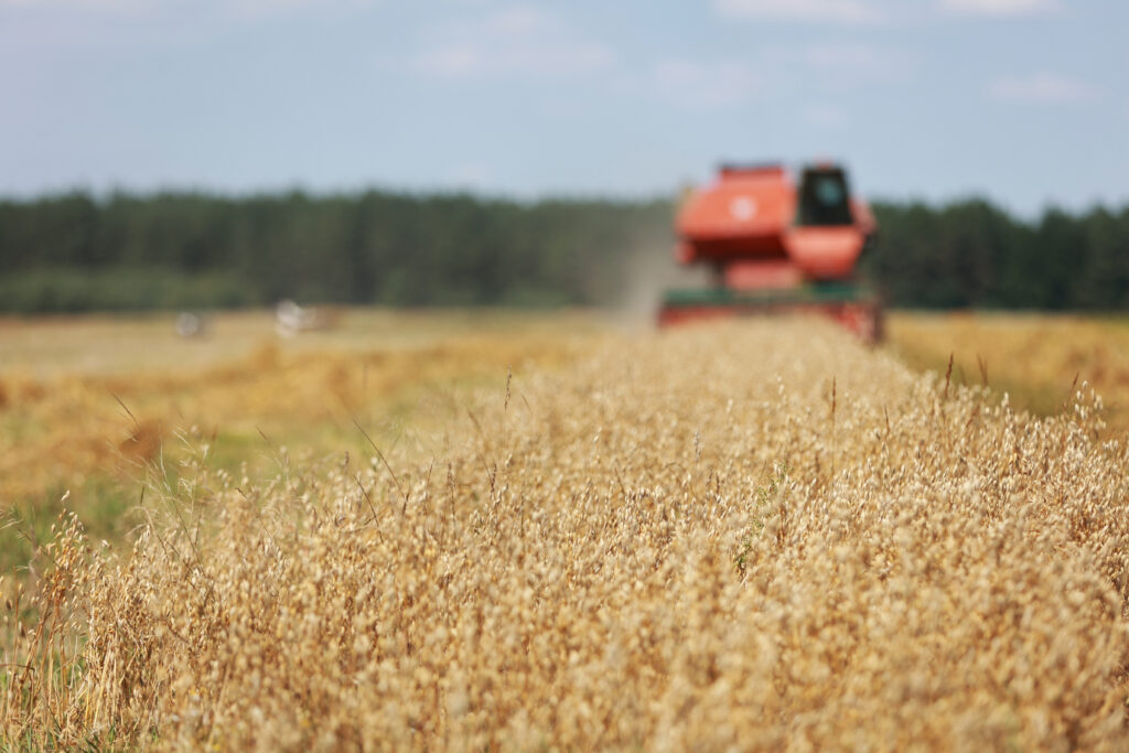 combine harvester driving through field collecting grain in summer. Harvesting of early grains and