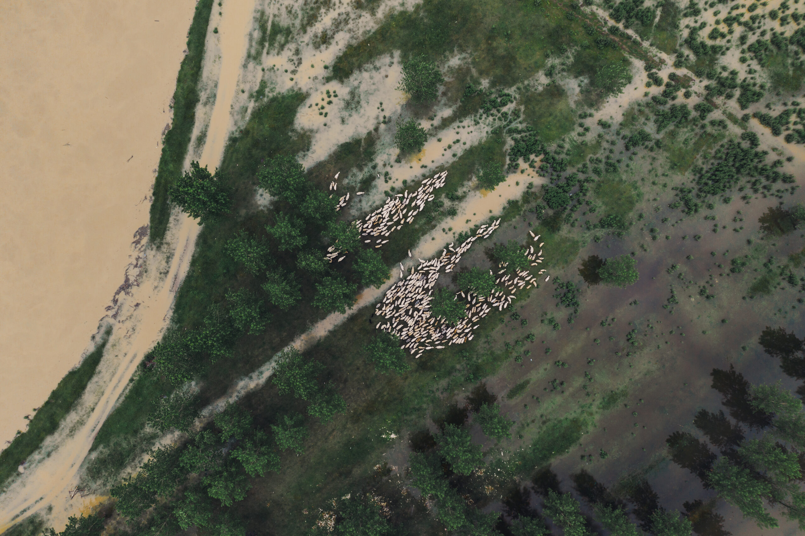 flock of sheep on flooded pasture aerial view