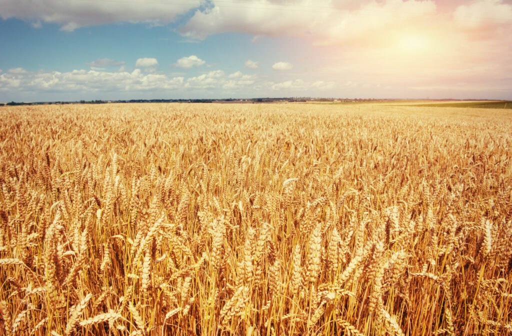 meadow wheat under sky. Beauty world. Ukraine. Europe