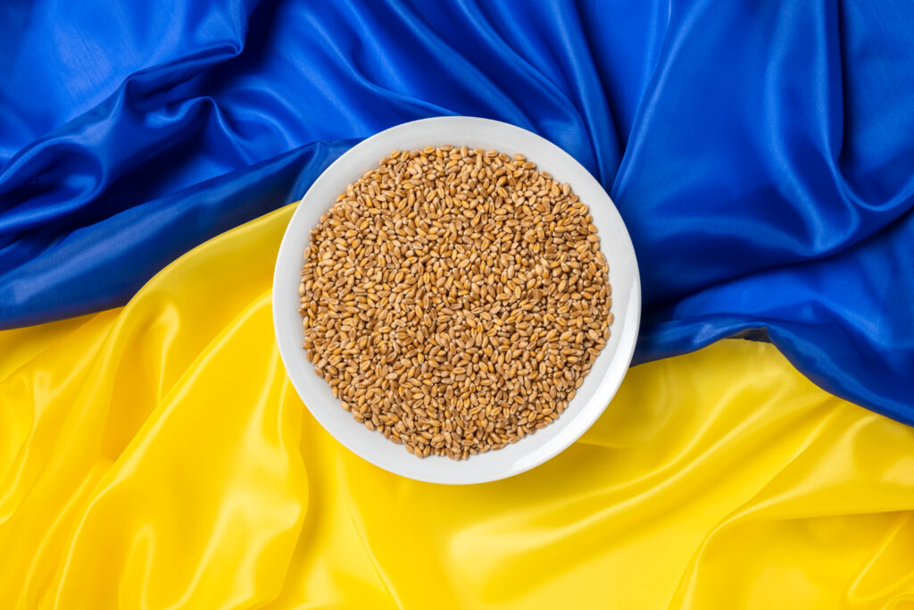 Wheat grains in bowl or plate on yellow and blue Ukrainian flag as background