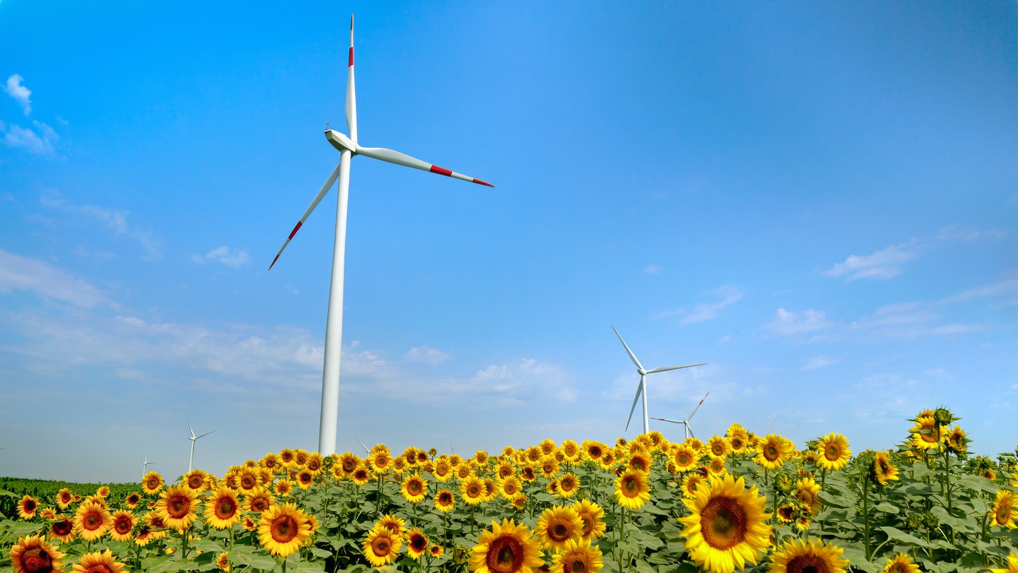 Agriculture and alternative energy. Wind turbines operating on sunflower field on a sunny day