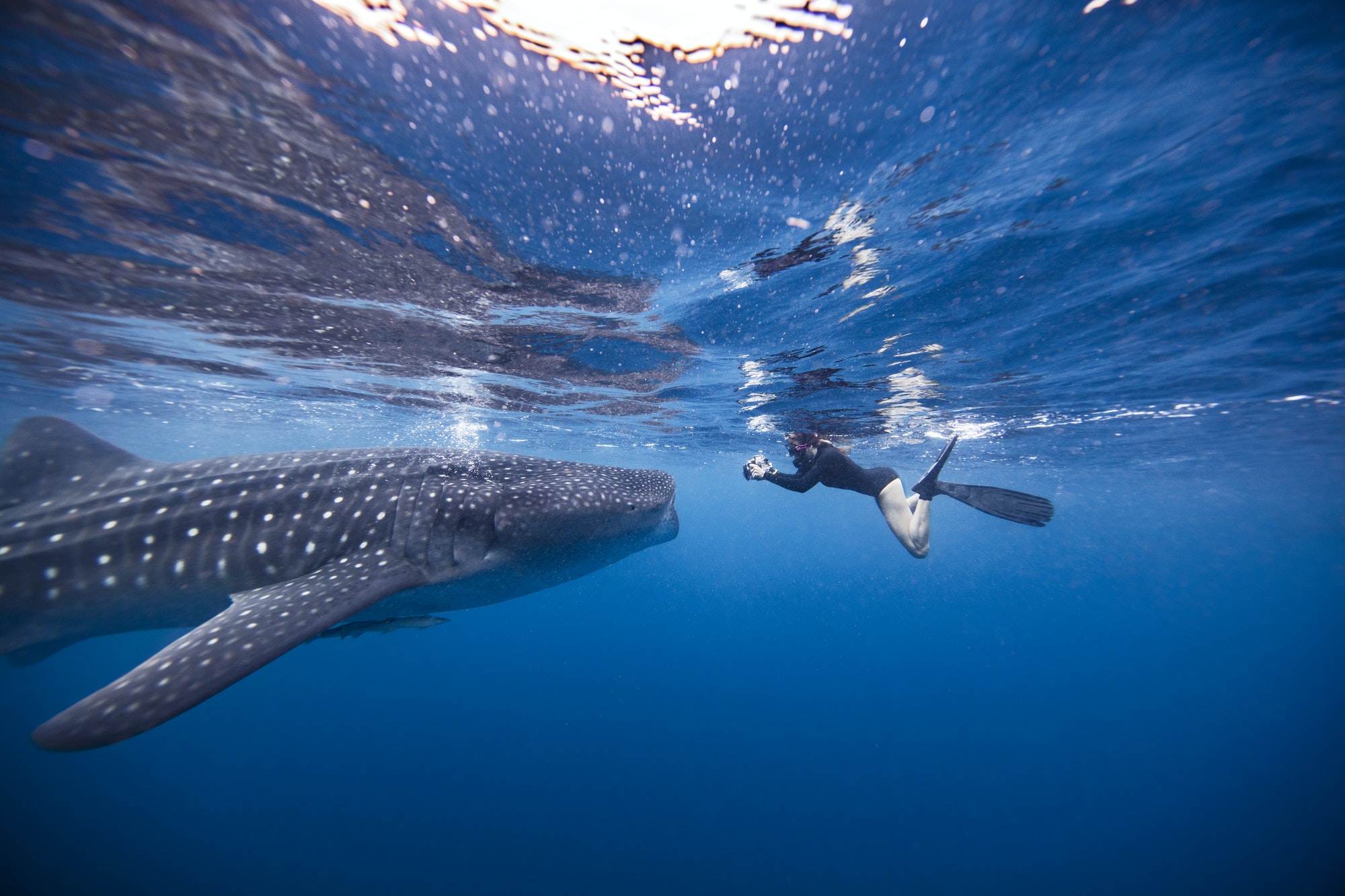 Diver swimming with Whale shark, underwater view, Cancun, Mexico