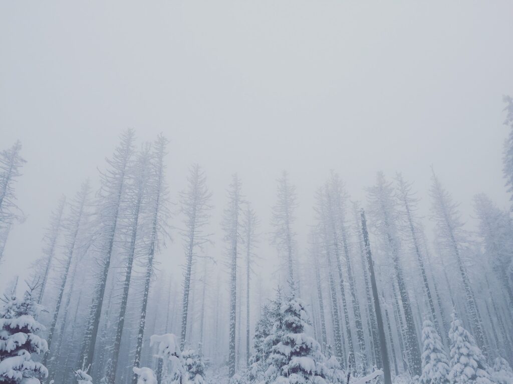 Foggy German winter in the woods