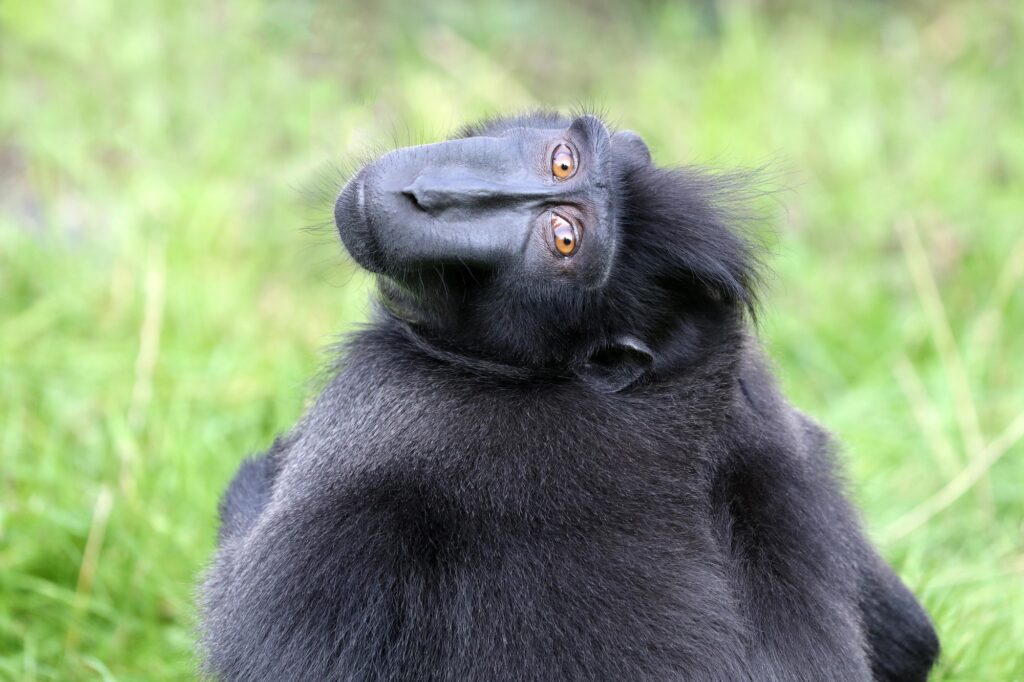 ape portrait, crested black macaque, Sulawesi crested macaque, black ape