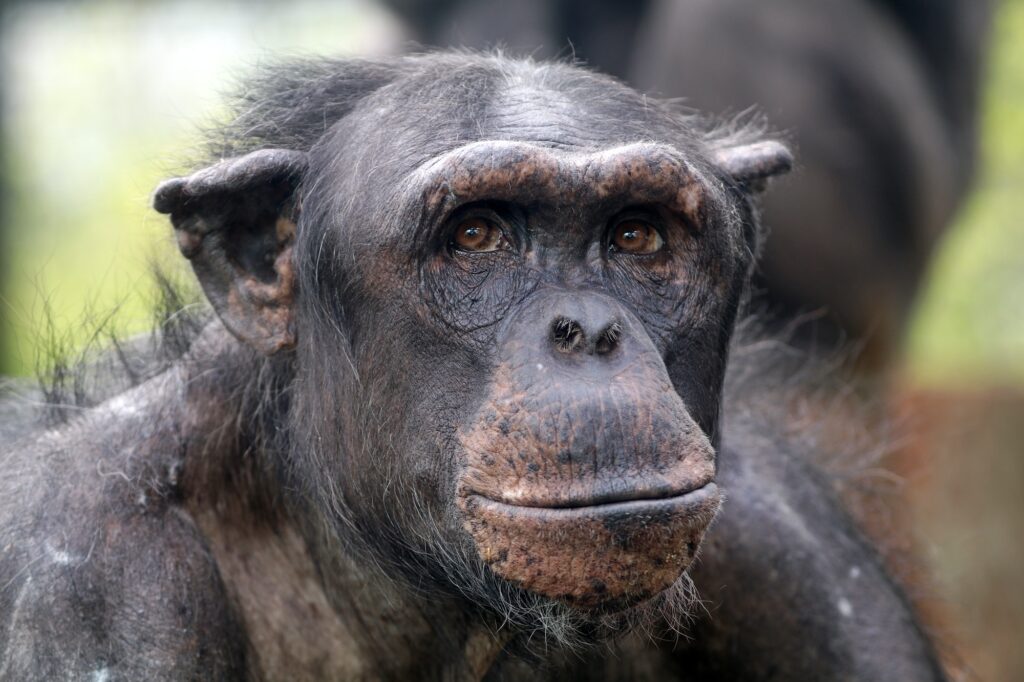 Chimpanzee