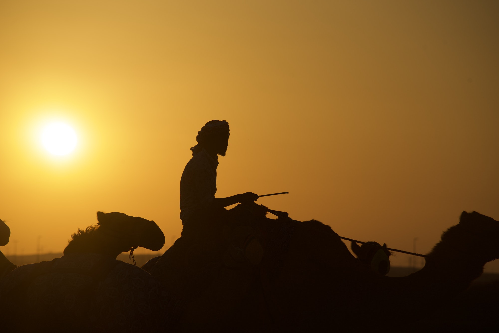 Diverse unrecognizable silhouette of a Middle East man riding a camel at sunset