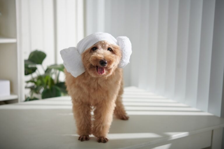 Dog with Korean Lamb Head Towel