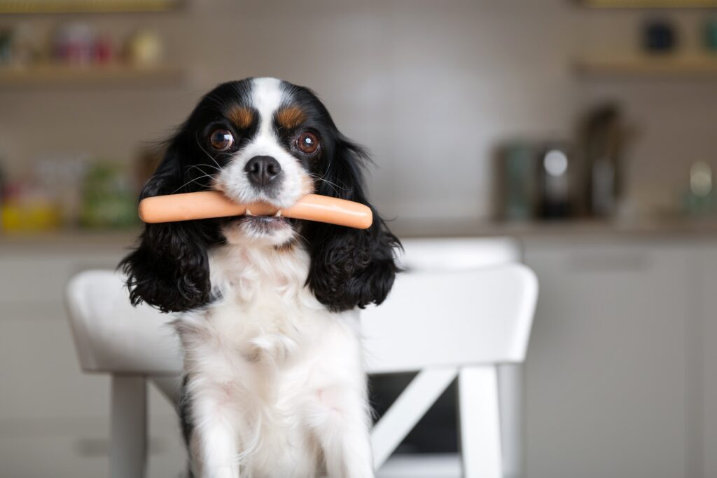 Dog with the sausage