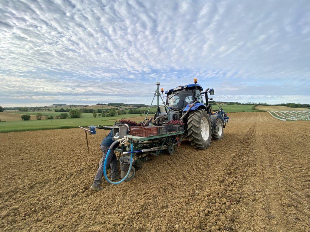 farmer and tractor for planting grape