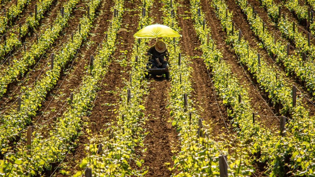 Farmer working under an umbrella on a vineyard in Burgundy, France