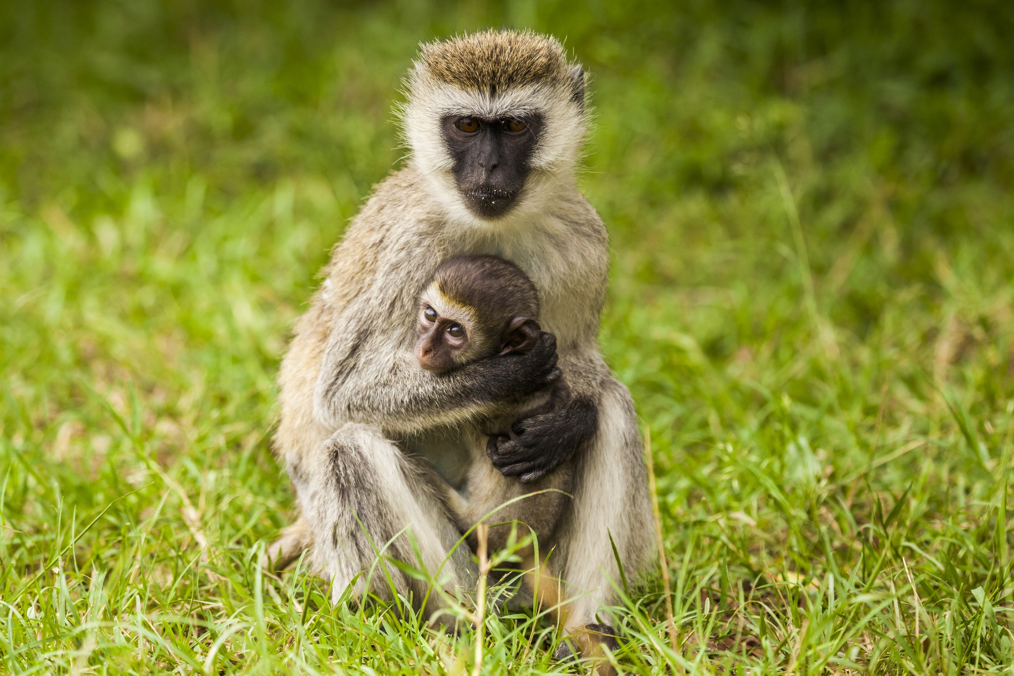 Mother monkey with her cubs. Kenya National Park. Africa.