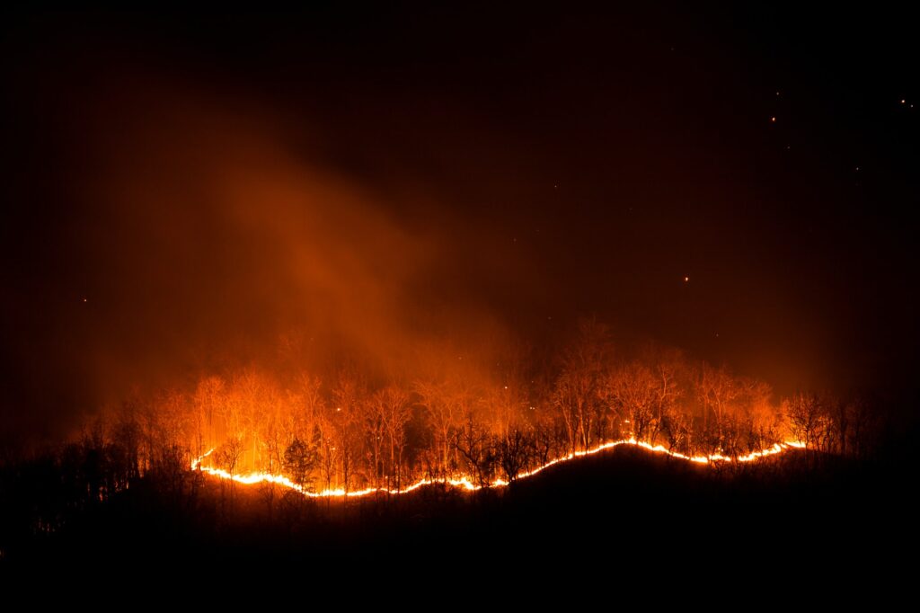 Forest fire burning trees at night.