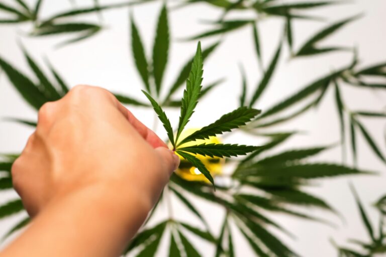 Cannabis leaf. Defocus cannabis leaf in hands on white background. Legalization, medicine. Flowering