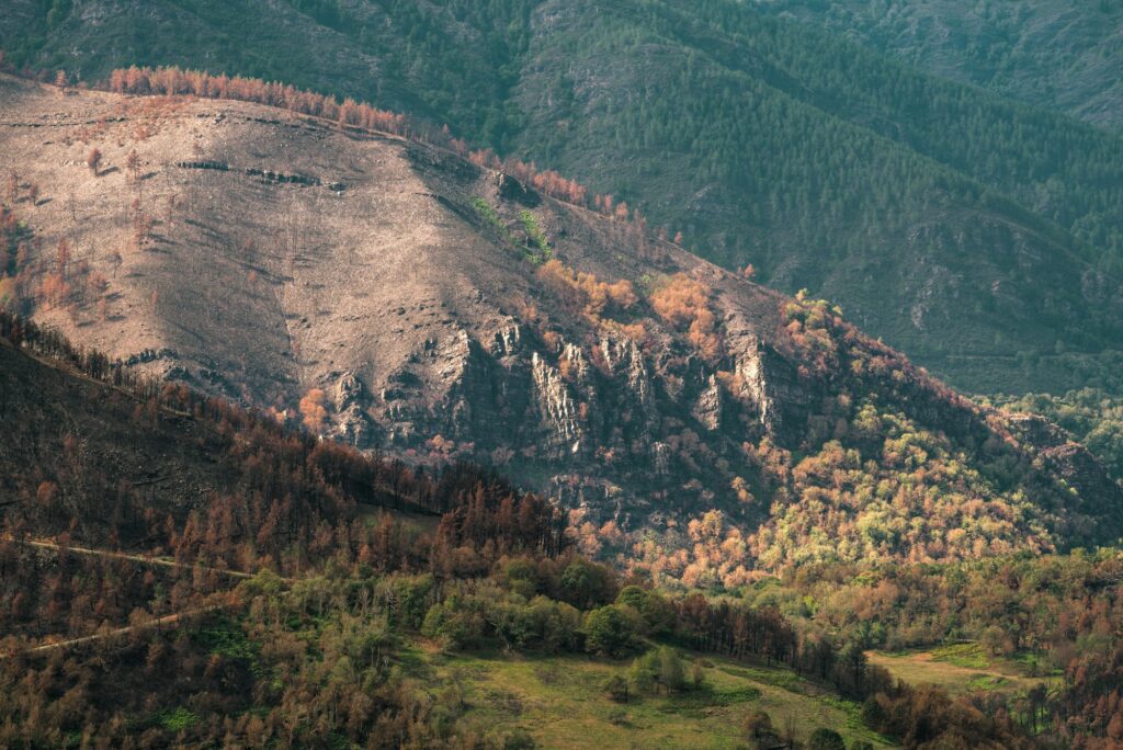 The green of life is quickly reappearing after the devastation of the forest fires 4