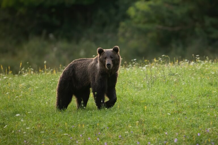 Alert brown bear walking on a green meadow with blossoming flowers in summer