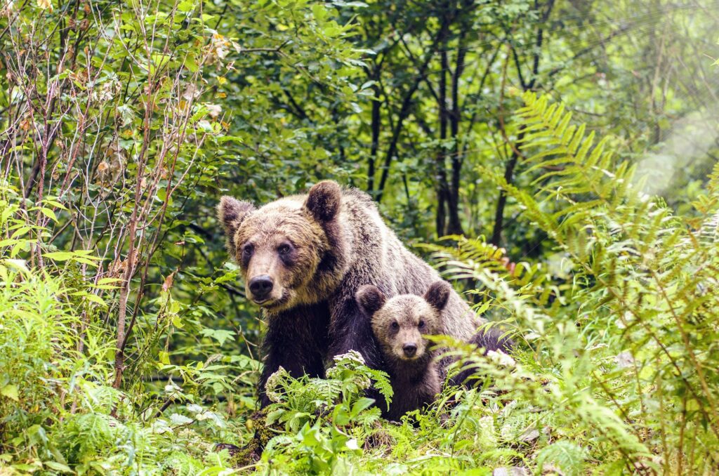 Bear sow and cub in Fagaras Mountains