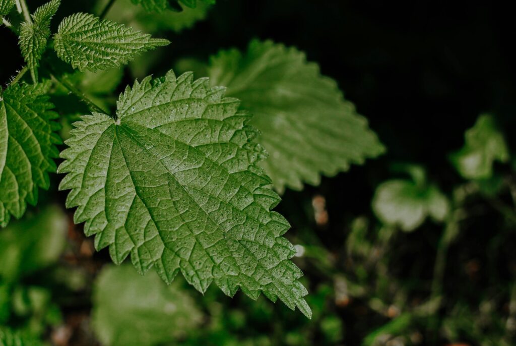 medicinal herbs