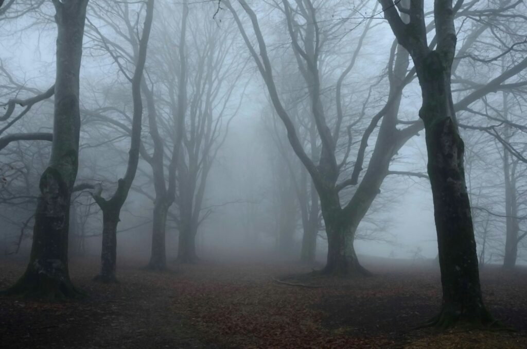 Misty forest, spooky woodland, France countryside