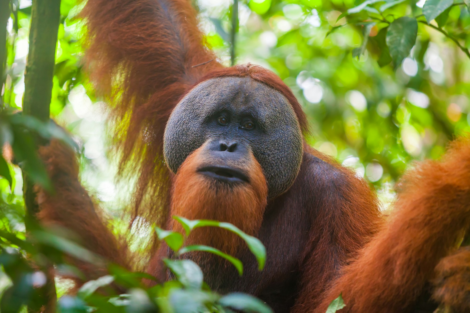 Portrait of male Sumatran orangutan Pongo abelii in Gunung Leuser National Park, Sumatra, Indonesia