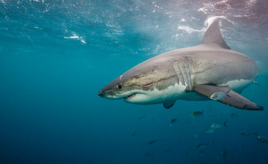 Great White Shark