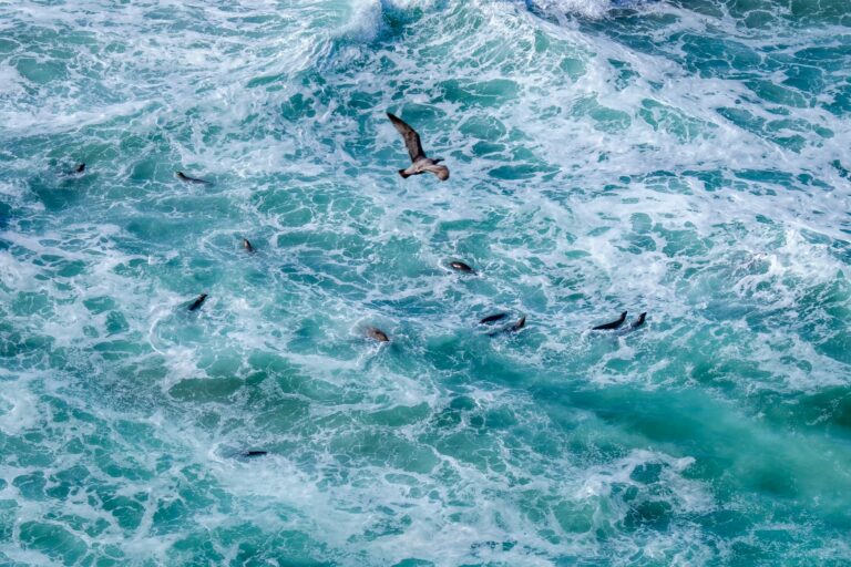 Marine habitats from above