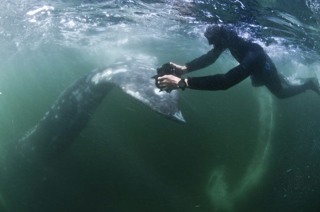 Underwater view of freediver photographing tail of grey whale, Magadalena bay, Baja California,