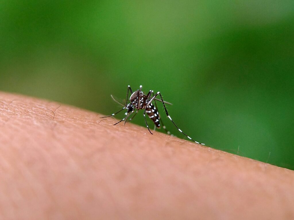 Aedes aegypti mosquito