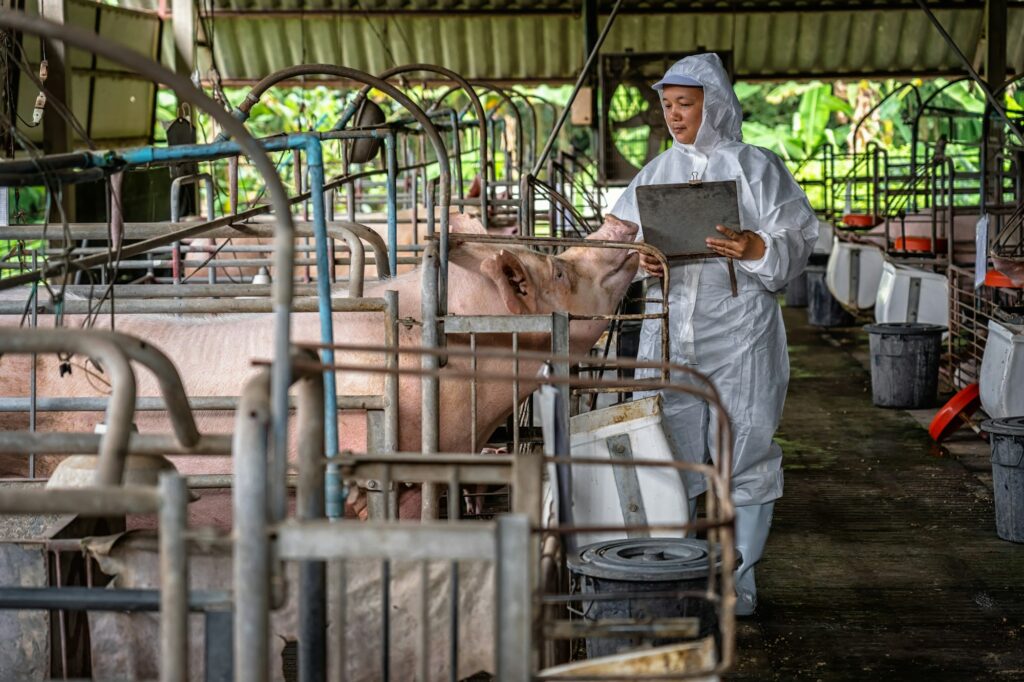 Asian veterinarian working and checking the big pig in hog farms, animal and pigs farm