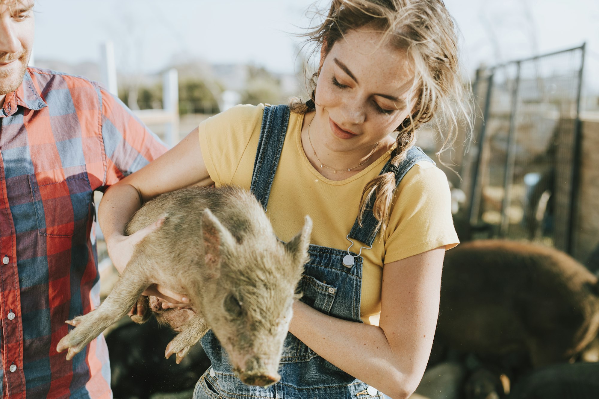 Couple volunteering at a sanctuary for pigs