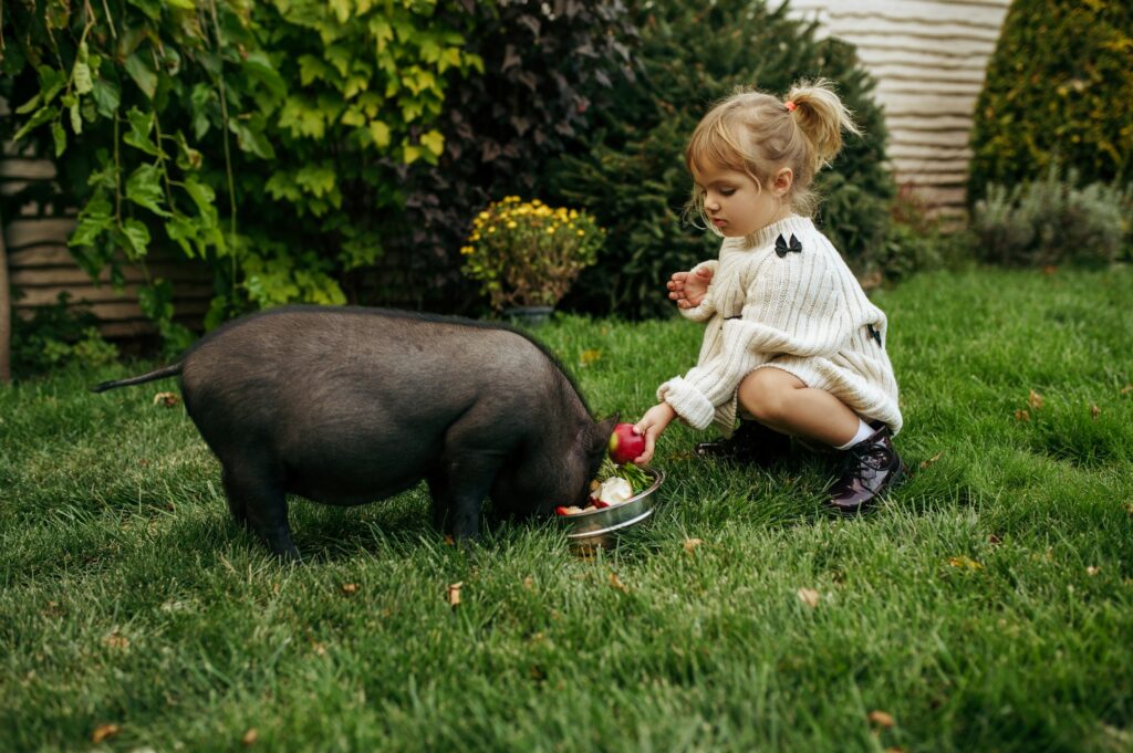 Kid feeds black pig in garden, caring for animals