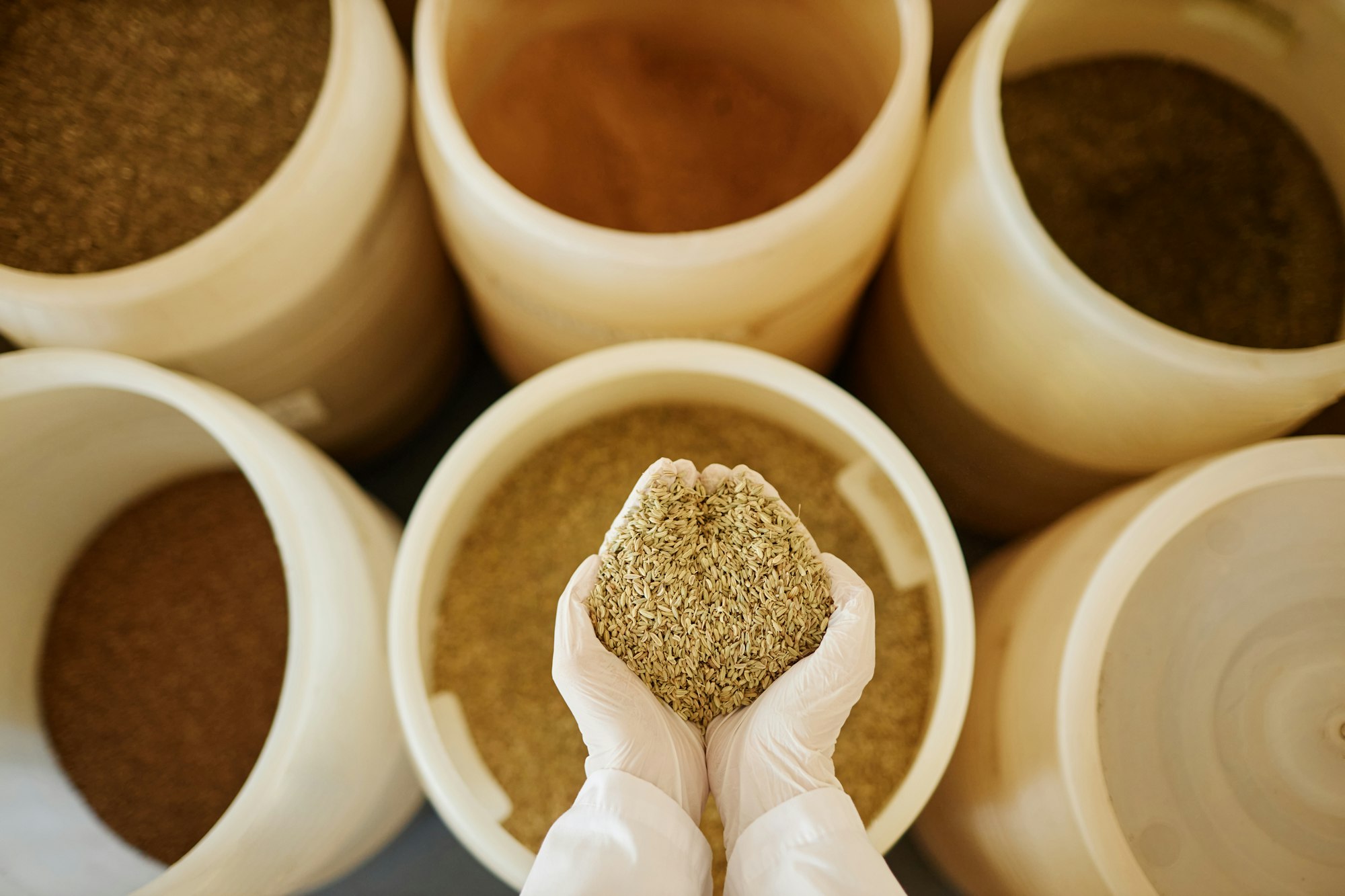 Top view hands holding rye seeds and crops over tanks in food factory