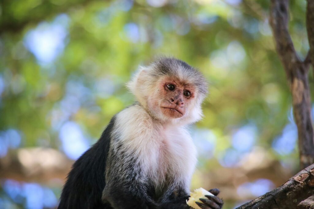 Portrait of a Panamanian white-faced capuchin monkey perched in a tree in Costa Rica.