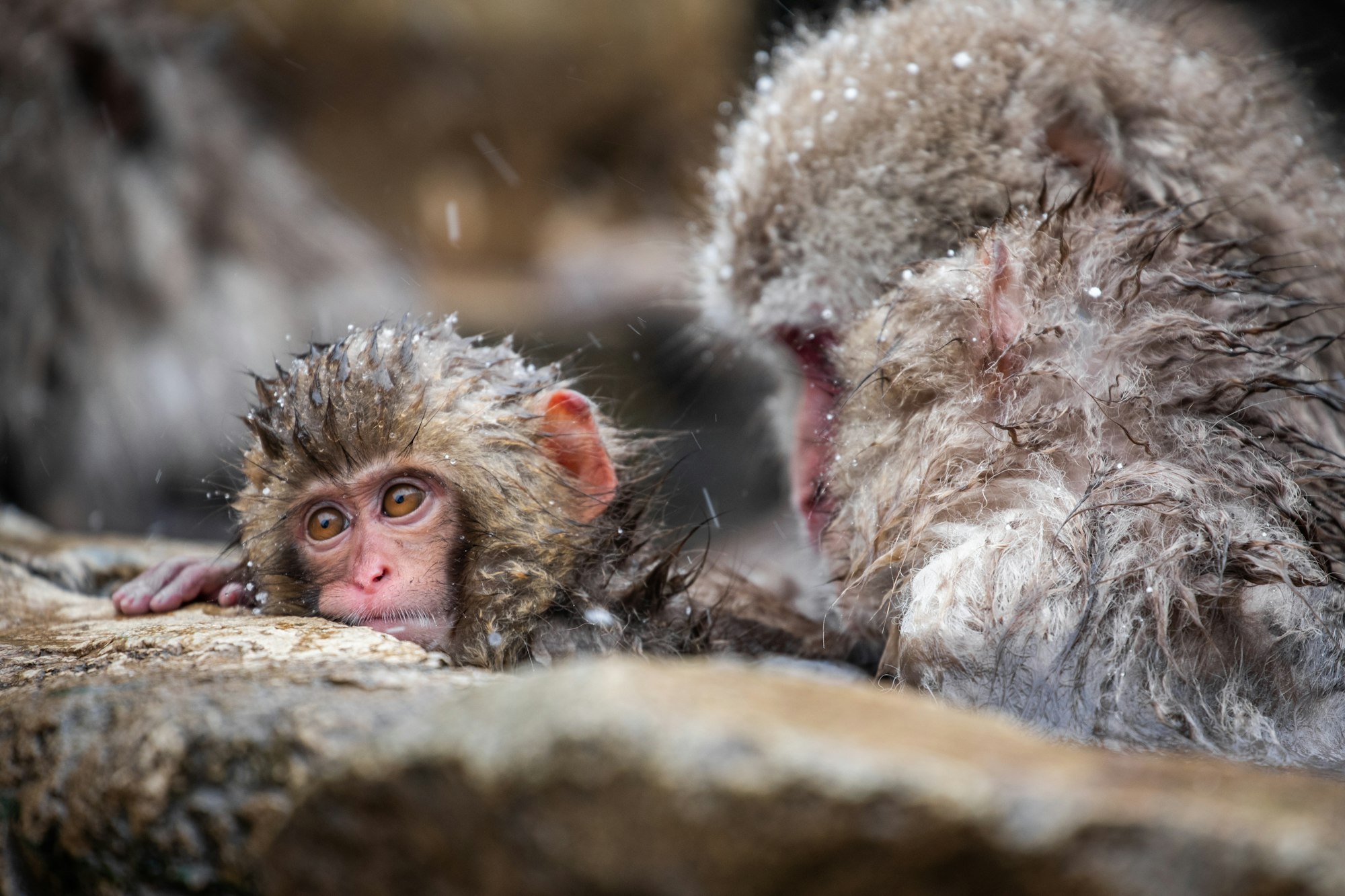 Snow monkey