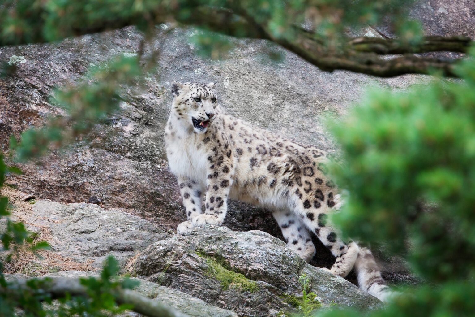New AI Alerts Aim to Rescue Snow Leopards from Extinction - Linkdood ...