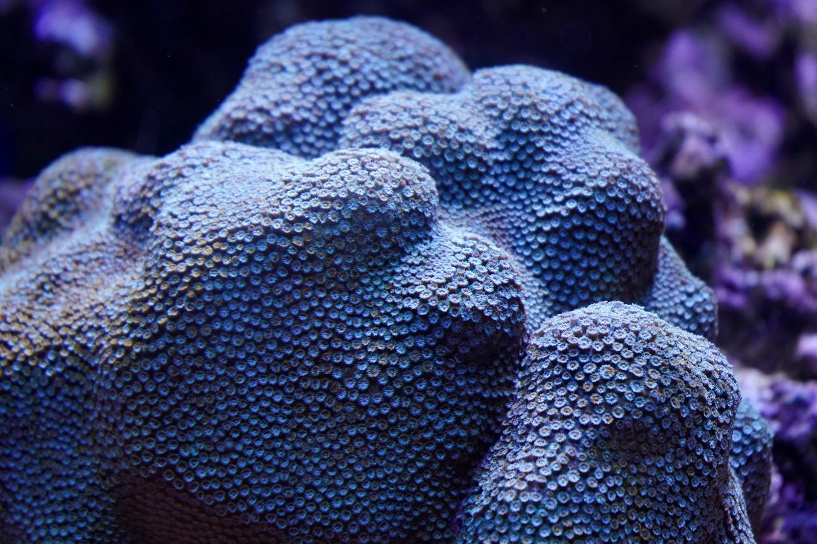 When AI Designs New Life: The Promise, the Peril, and What It Means for Our Biology Detailed view of a vibrant purple coral structure in an aquarium setting.