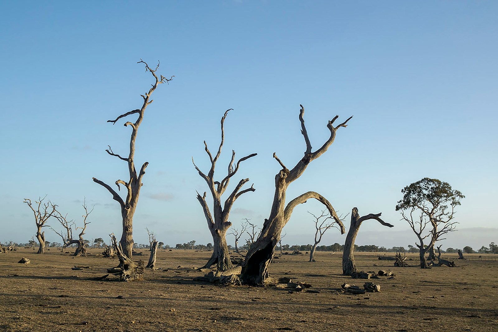 Dead trees stand in a barren landscape.