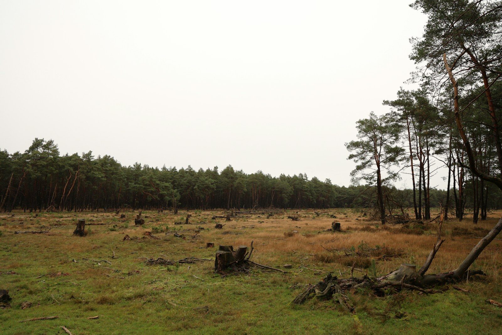How Big Tech’s Generative Boom Colliding With New Climate Promises Deforested area with tree stumps and a distant forest.