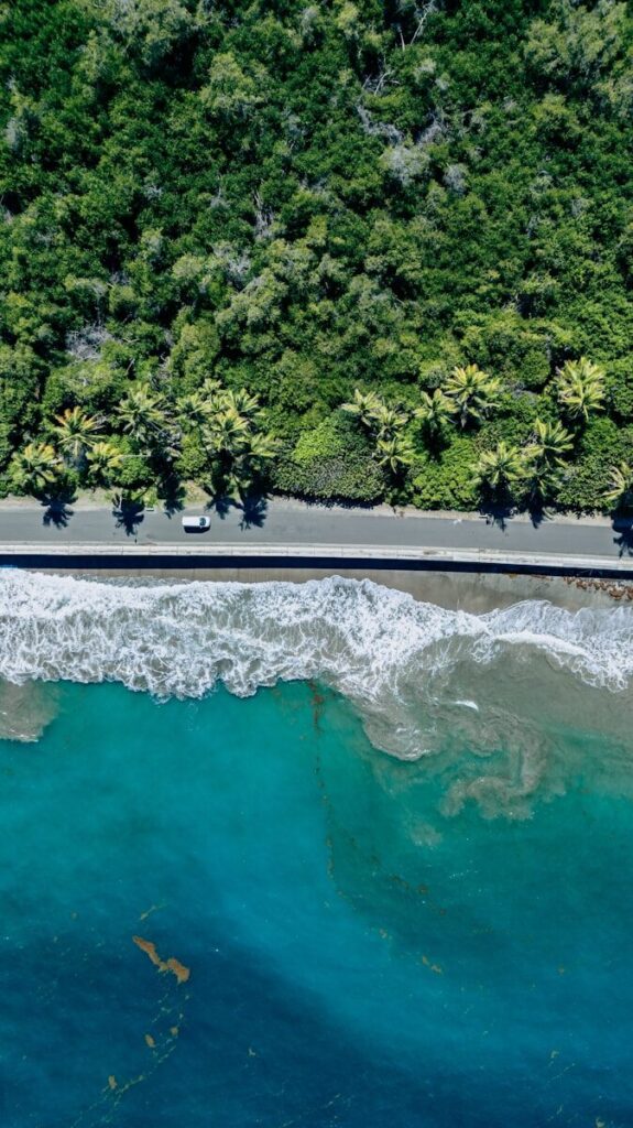 Aerial view of a lush green forest meeting the ocean.