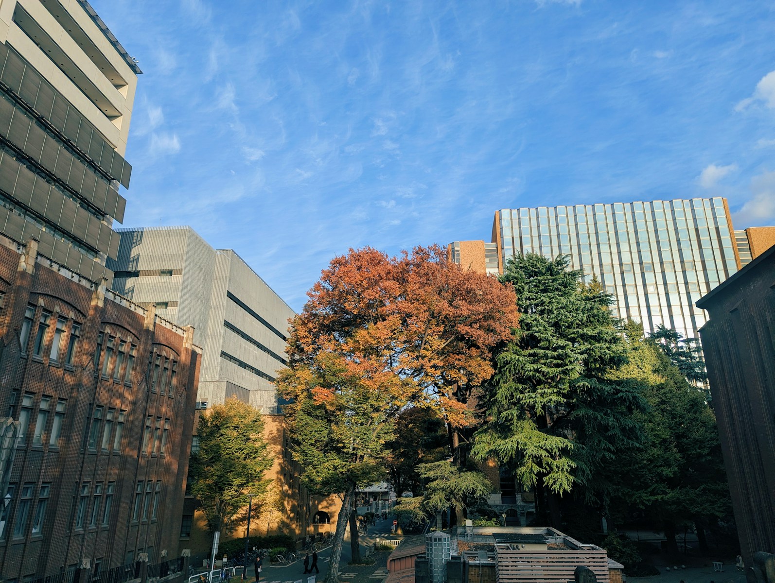 Autumn trees between modern buildings under blue sky