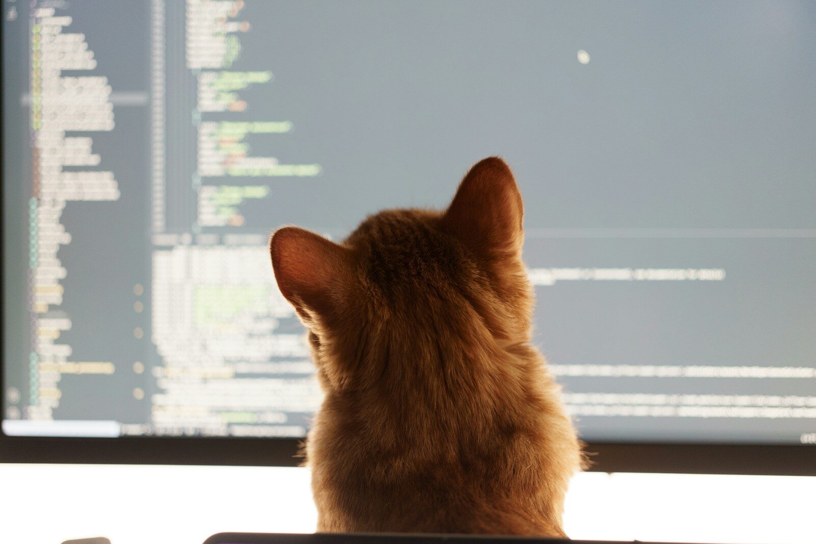 Why Companies Are Letting AI Build Their New CRMs a cat sitting in front of a computer monitor
