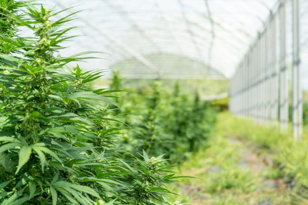 Cannabis plants grow inside a greenhouse.