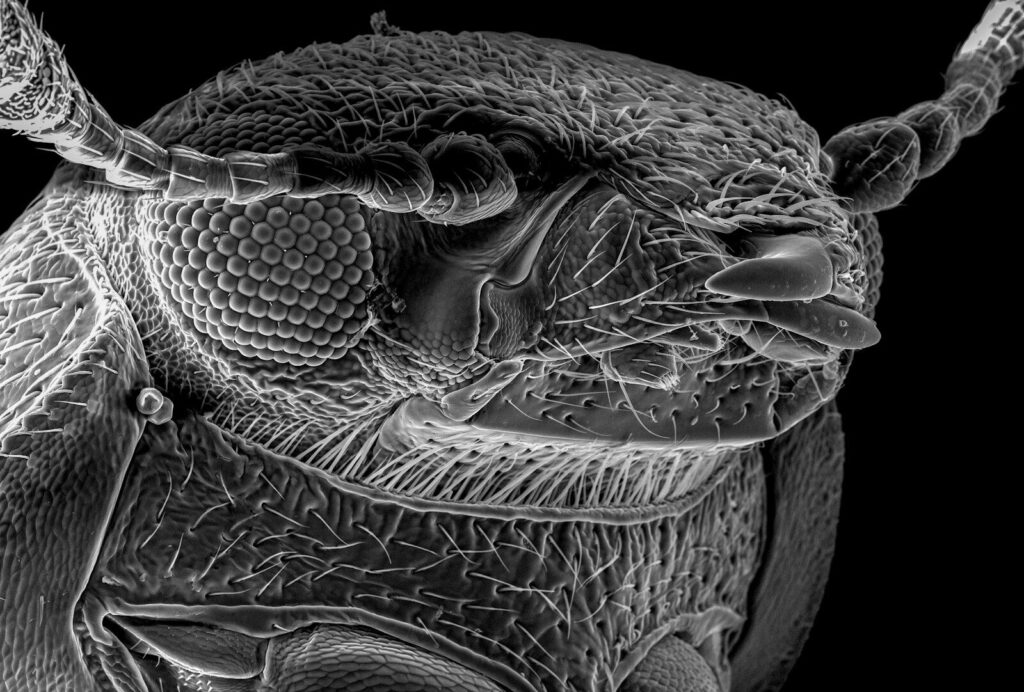 A black and white photo of a bug
