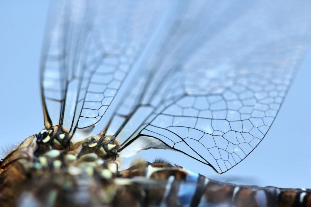 a close up of a fly with a blue sky in the background